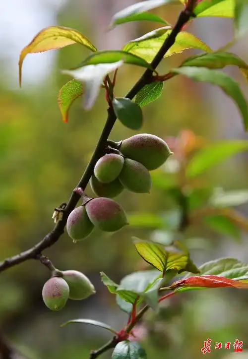 紫阳公园的梅花结出一串串梅子.紫阳公园的蜡梅果.