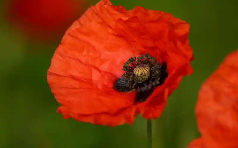 娇艳唯美的罂粟花图片桌面壁纸