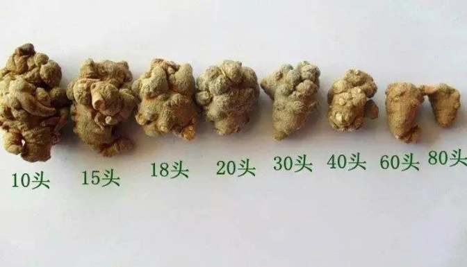 资讯:足头三七与不足头是什么意思