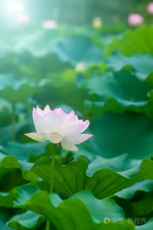 绿色的树叶间白莲花