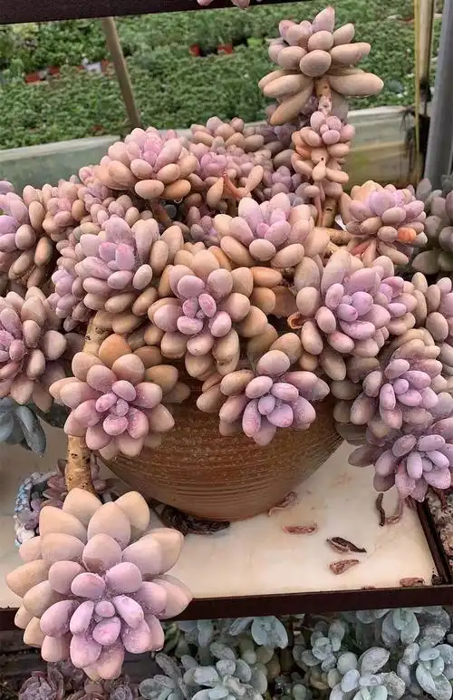 植物艾伦悬崖老桩爆盆多头群生一物一拍多肉多肉植物