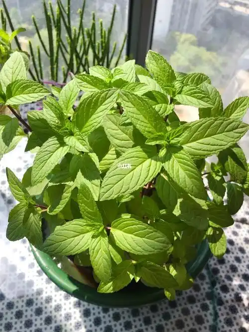 大家帮忙看看这是什么品种的薄荷