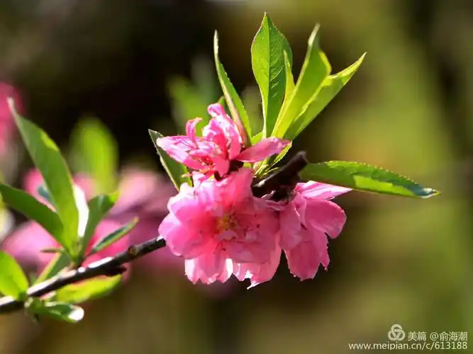 桃花盛开的地方(续)
