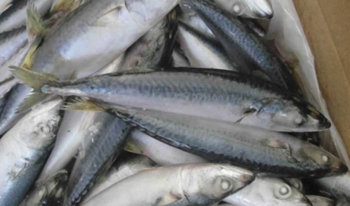 秋刀鱼和青占鱼是同一种鱼吗