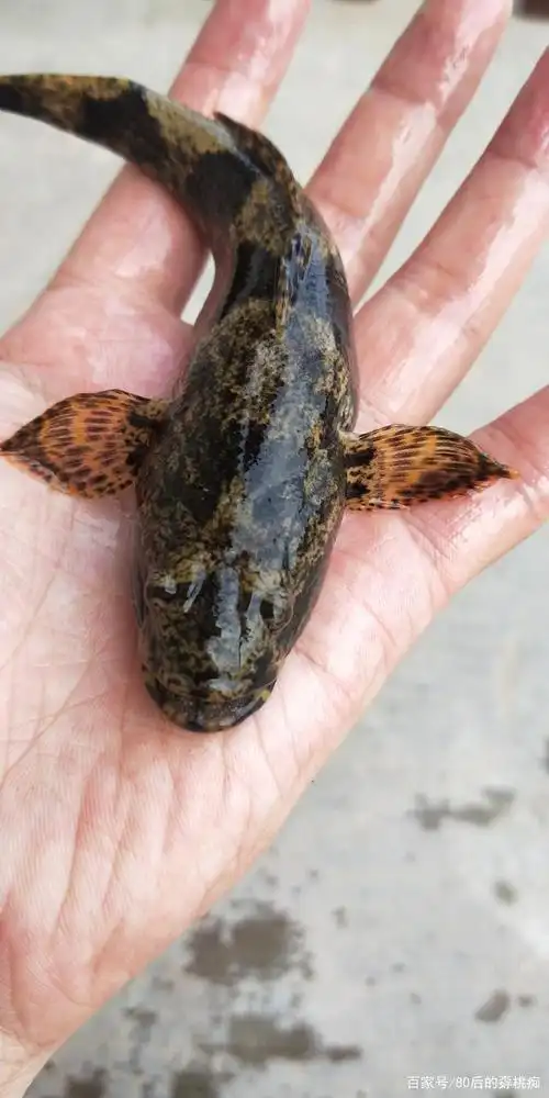 坐标马鞍山和县 在网上查了一下,有些地方叫呆子鱼,笋壳鱼 ,虎头鱼.