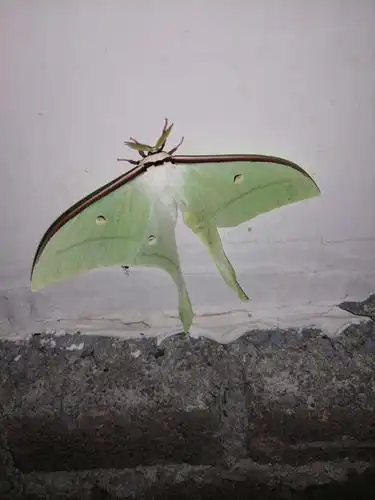 大水青蛾的尊容