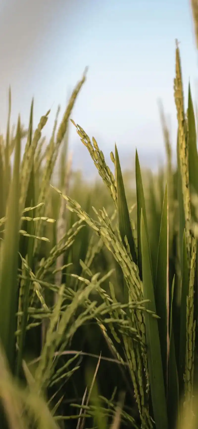 送你一张手机壁纸 #金色麦田 #稻田风光 - 抖音