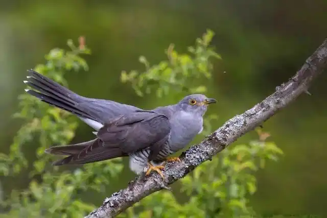 鸟类大全图片及名称,鸟类图片大全(这个系列10种鸟的图鉴)