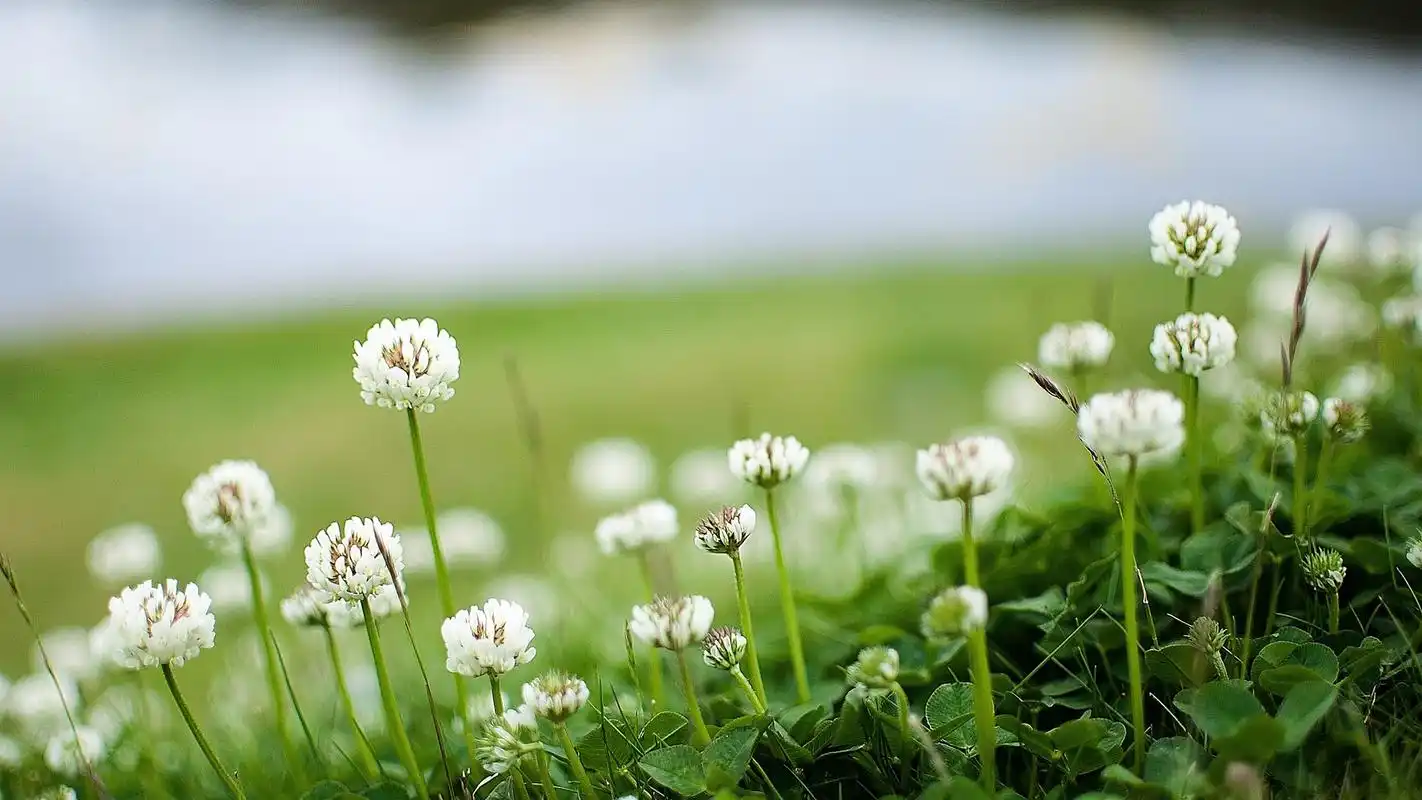 绿色护眼植物小清新花卉唯美