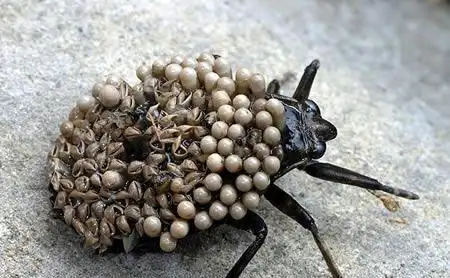 水中霸王田鳖,能使人体融化的恐怖昆虫(超恶心)_手机搜狐网