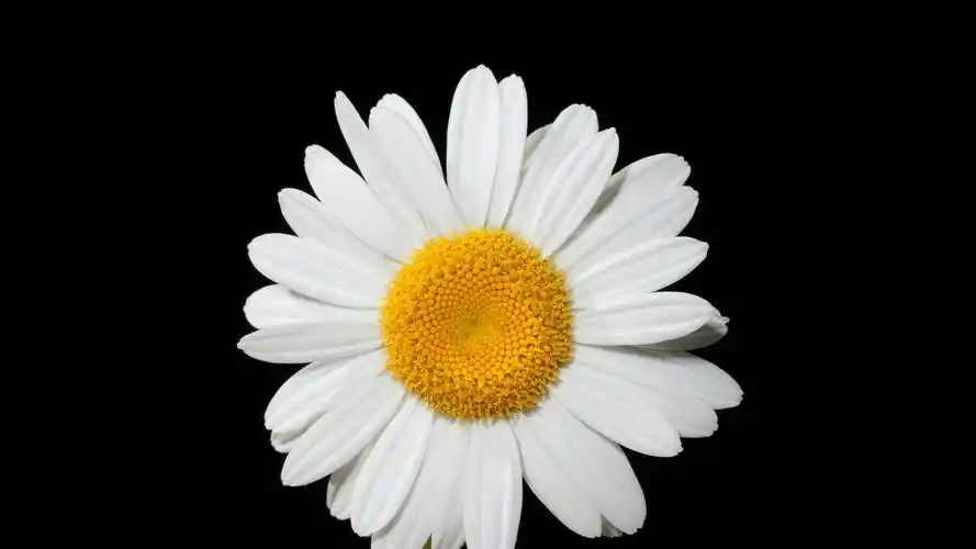 小雏菊ins高清电脑壁纸- 小雏菊动态壁纸,mac电脑壁纸下载,风景壁纸ma