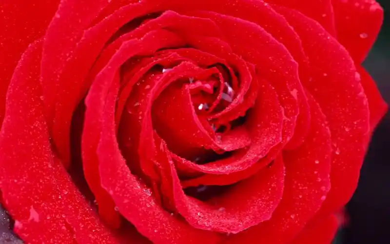 【360资源组】宽屏液晶壁纸 花团锦簇(1)