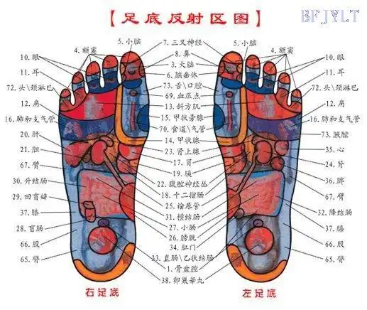 根据脚掌图片判断什么部位