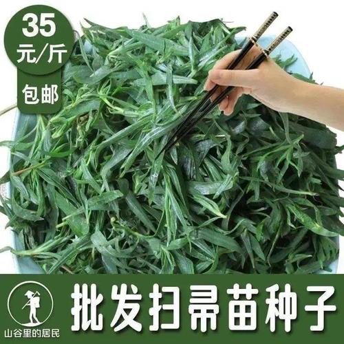 扫帚菜种子新鲜自采野菜扫帚苗籽可反复采摘四季播种地肤子种子