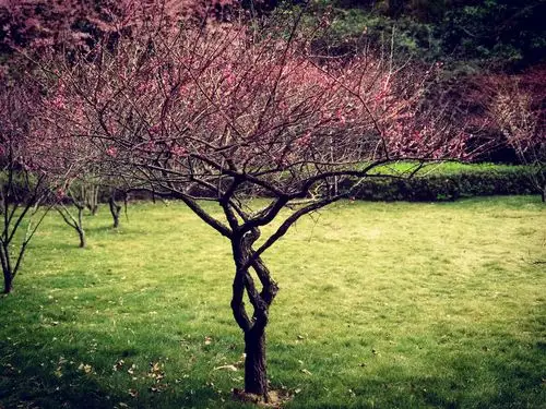 一树梅花开(相怀梅园) - 以岫看云 - 图虫