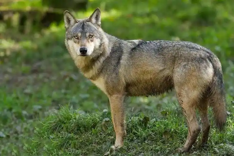 狼与狗的爱情故事:发情母狼随公狗回村,生下小狗后长居于此_村民_笼子