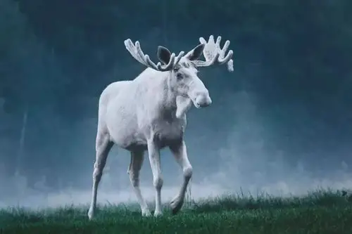 头顶上有颗巨大仙人掌的驼鹿