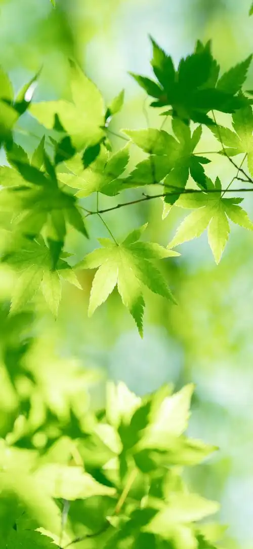 护眼绿色枫树叶6k手机壁纸竖屏