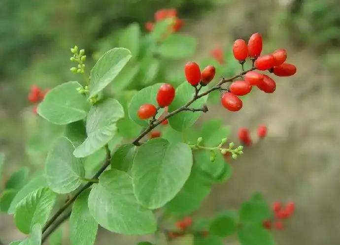 【别名】金刚刺,金刚藤,乌鱼刺,铁菱角,马加勒,筋骨柱子,红灯果,金刚