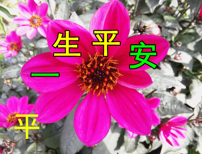 12月24日平安夜早上好动态表情图片大全,祝大家平平安安快快乐乐