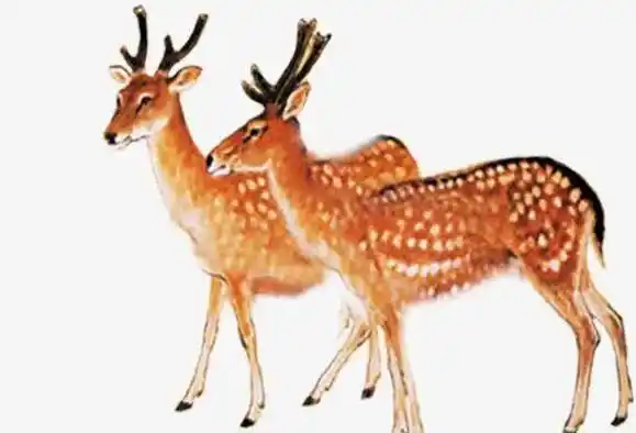 "指鹿为马"到底是鹿还是马?司马迁可能编造了一个弥天大谎