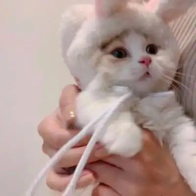 个性时尚萌宠猫咪女生头像最新可爱小猫很好看很精致宠物头像