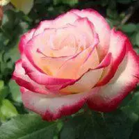 一朵花做微信头像_微信头像图片大全