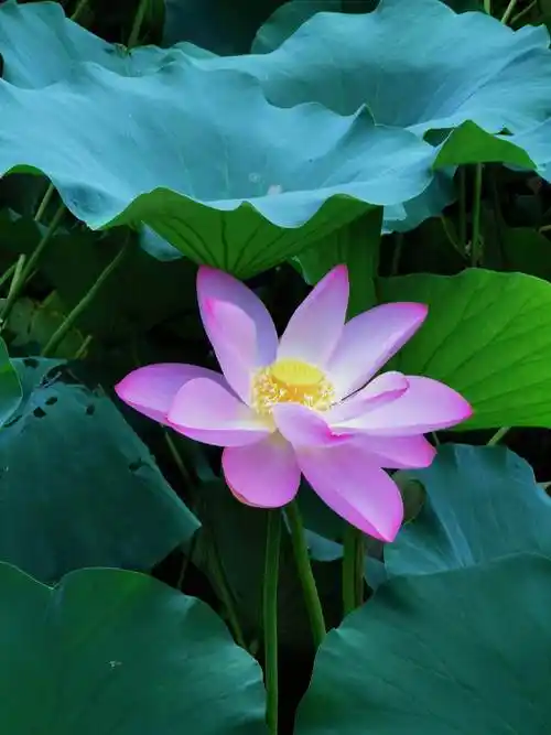 十首最美的荷花诗如下1青阳渡魏晋佚名青荷盖绿水,芙蓉披红鲜下有并根