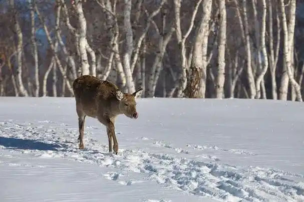 新疆昌吉市:野生天山马鹿雪地漫步觅食