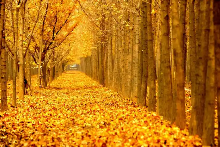 南京正是赏秋"好时节",栖霞山美得不像话,这份旅游攻略要收好