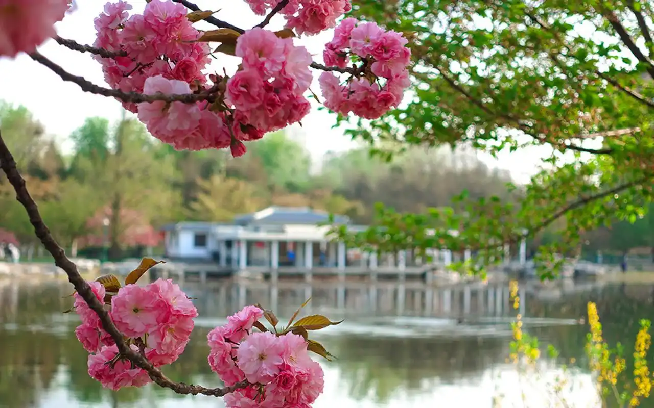 公园花卉美景高清摄影图片桌面壁纸高清大图预览1920×1200_植物壁纸