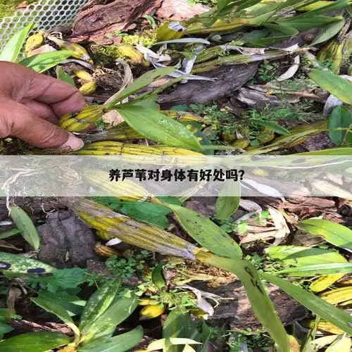 芦根的功效与作用及食用方法-悦灵百科