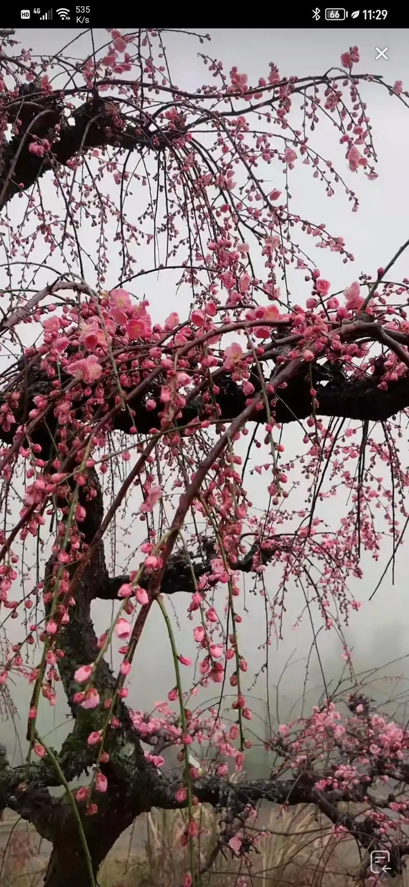 壁纸 花 桌面 1080_2340 竖版 竖屏 手机