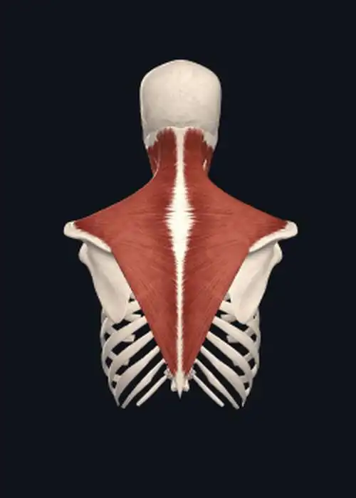 "代偿之王"——斜方肌 - 知乎