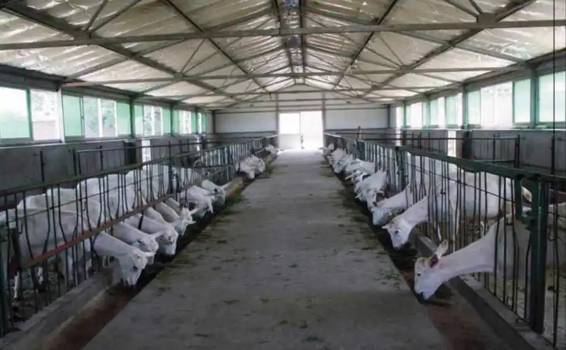 陕西:咸阳市着力推进千亿级奶山羊全产业链建设