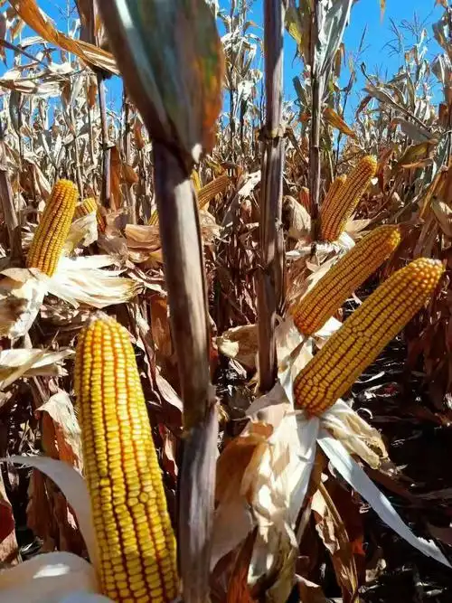 紫杆紫叶黄金粮,矮杆大棒抗倒王