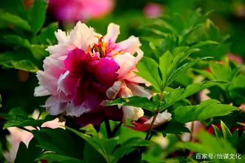 洛阳红牡丹十大名贵品种:赵粉 豆绿 魏紫 二乔 姚黄 黑花魁 青龙卧