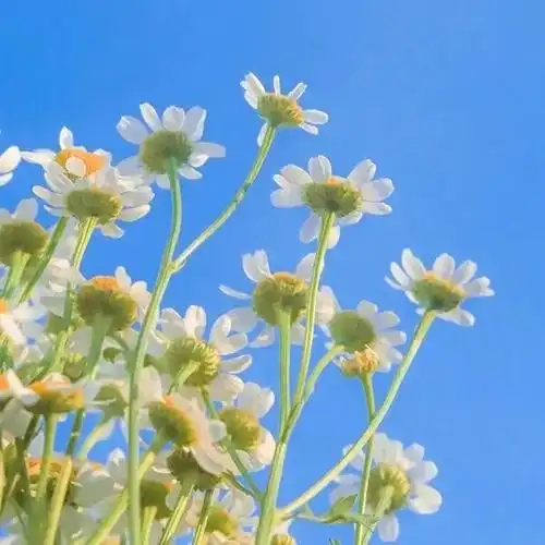 2023高清小清新治愈风景头像_风景静物头像_我要个性网