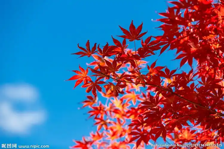 户外红色枫叶自然