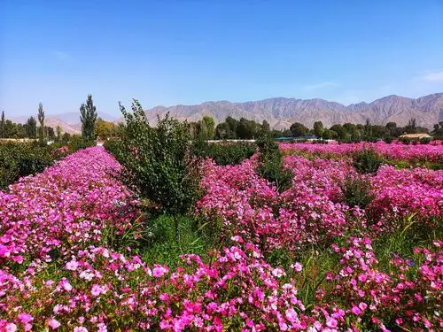 肃北千亩七彩花海