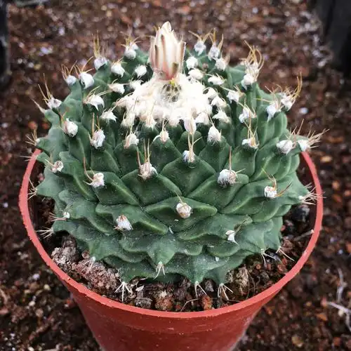 中国四易开花防辐射开花植物大名球多仙人精品帝冠多肉植物