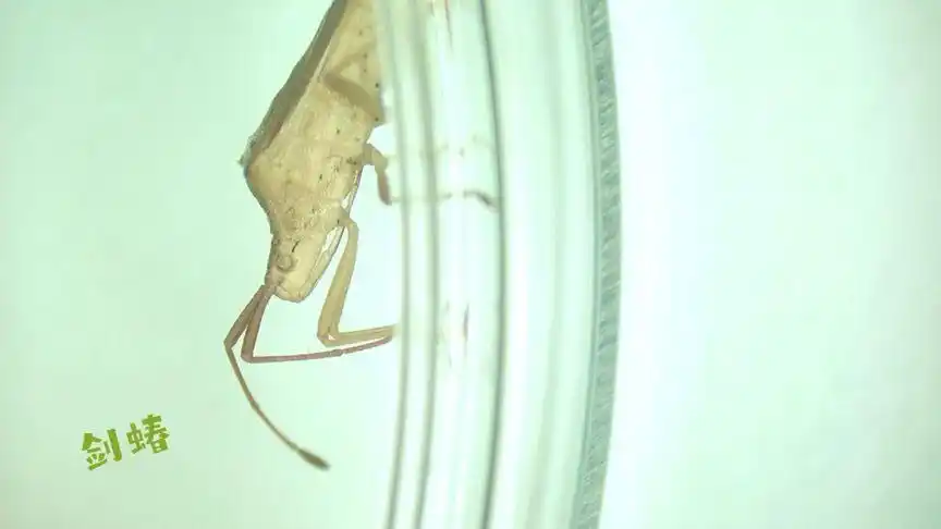 剑蝽-晚稻的昆虫系列1