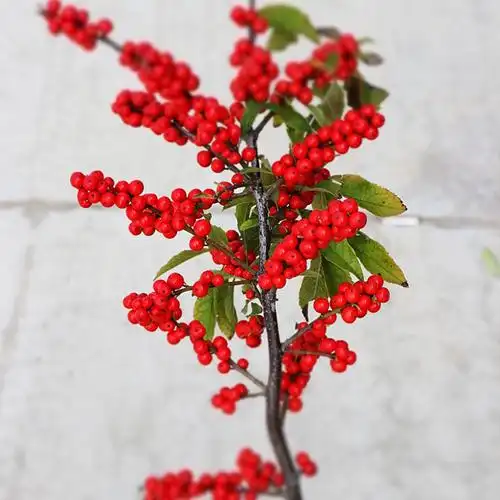 北美冬青盆栽植物地栽欧洲红果冬青盆景耐寒北美冬青树苗带果发货