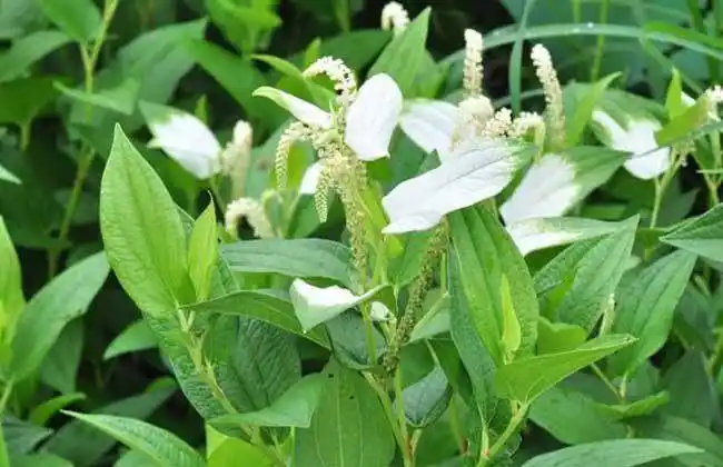 花卉养殖网-三白草的功效与作用(三白草图片)