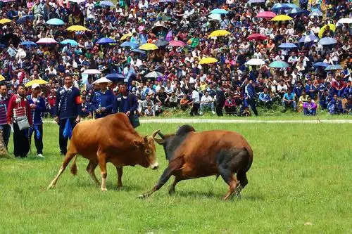 斗牛(布拖火把节斗牛比赛剪影)