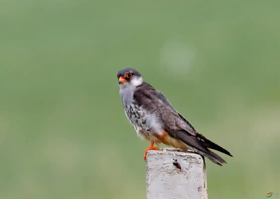 红脚隼繁殖羽雄鸟