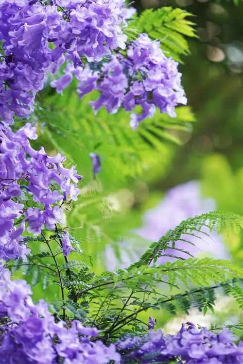 蓝花楹_风景_poco摄影