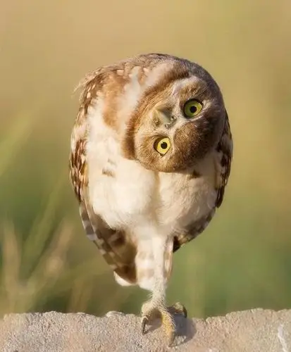 猫头鹰的歪头杀.太可爱了吧 zt