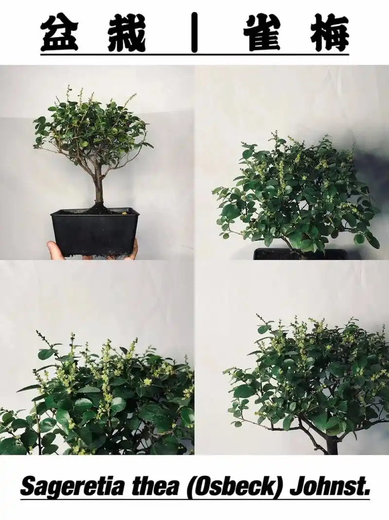雀梅:我是会开花结果哒!盆栽 | 雀梅 sageretia - 抖音