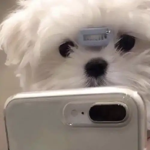 有没有类似于这种的沙雕动物头像